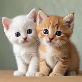 kittens wallpaper