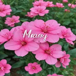 hello may images