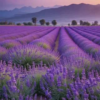 lavender iphone wallpaper