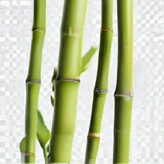 bamboo png