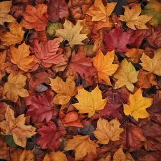 autumn leaves iphone wallpaper