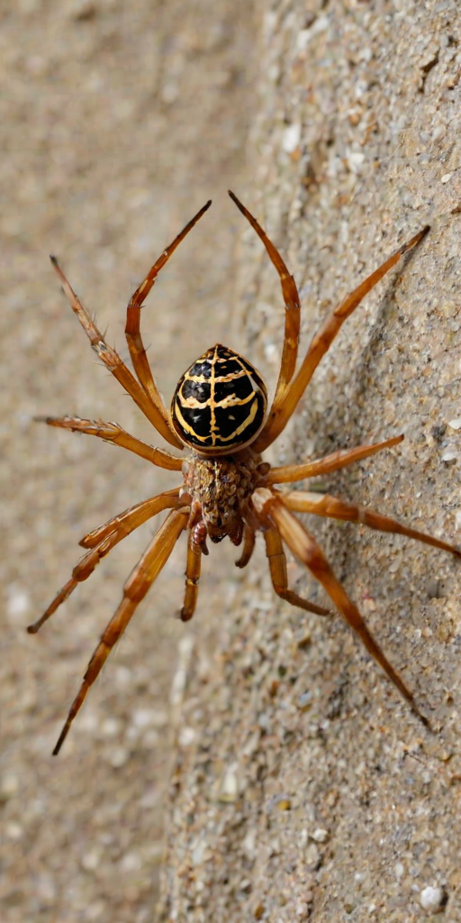 png spider