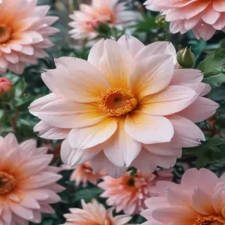 cute aesthetic flower wallpaper