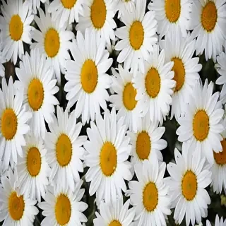 daisy desktop wallpaper