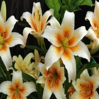 lily background