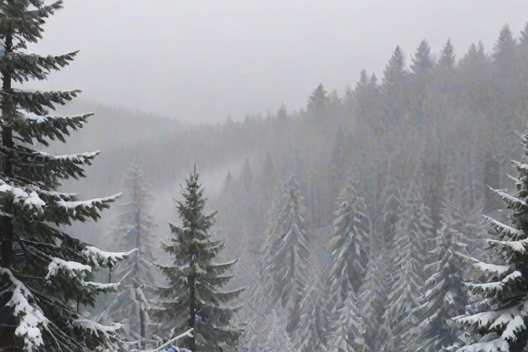 a wintry forest landscape covered in snow with mist rolling through the trees, showcasing a mix of evergreens and bare branches under a soft, foggy atmosphere