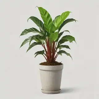 potted plants png