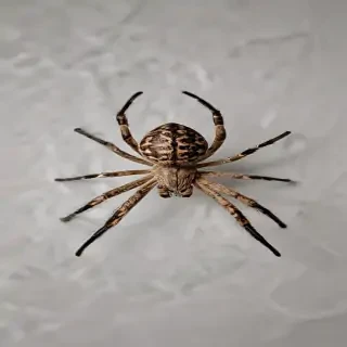 png spider