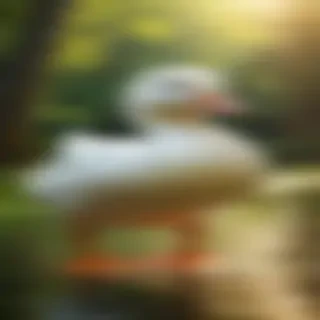 duck wallpapers