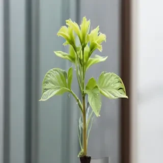transparent plant