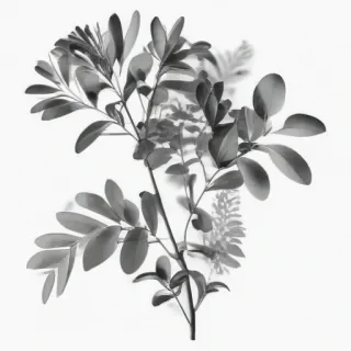 eucalyptus clipart black and white
