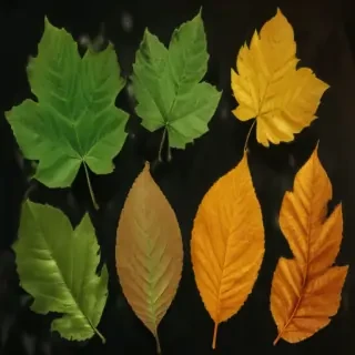 leaves no background