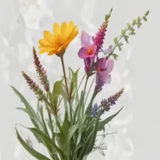 wild flower png