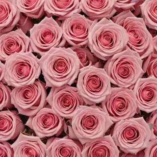 roses background aesthetic