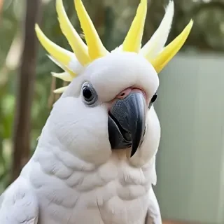 cockatoo
