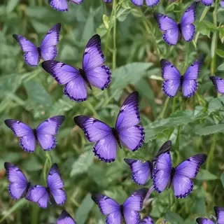 purple butterflies