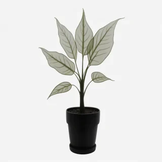 plant transparent