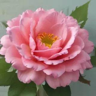 free mothers day images
