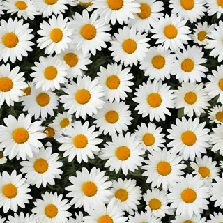 daisy background