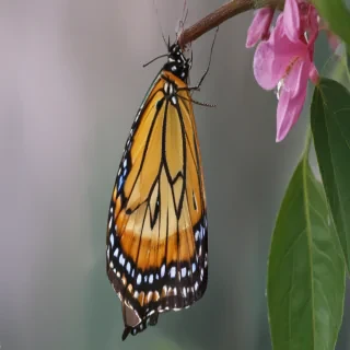 butterfly cocoon png