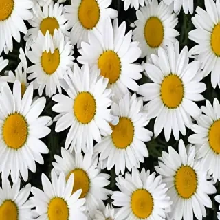 daisy desktop wallpaper