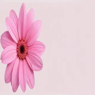 pink flower transparent background