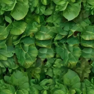 leaf background green