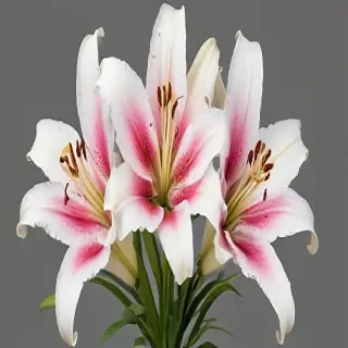 lily flower png
