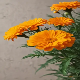 marigold png