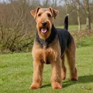 airedale terrier