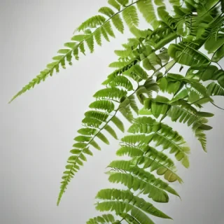 transparent fern png