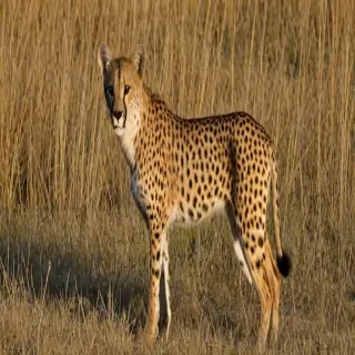 savannah breed