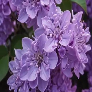 lilac wallpaper iphone