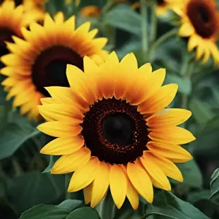 sunflower iphone background