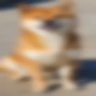 shiba dog