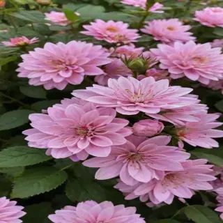 pretty flowers