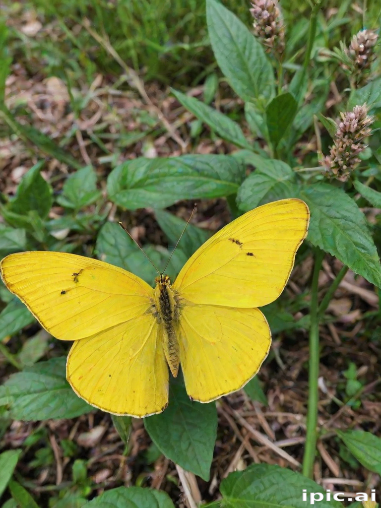 yellow butterfly