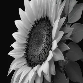 clip art sunflower black and white
