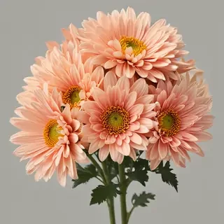 chrysanthemum png
