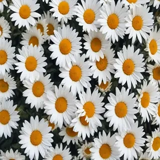 aesthetic daisy wallpaper