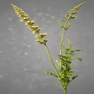 weeds png