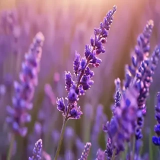 lavender iphone wallpaper