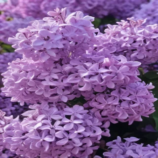 lilac aesthetic