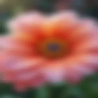 flower wallpaper iphone