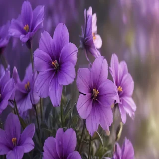 purple flowers background