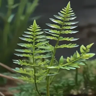 transparent plants