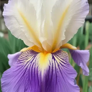 iris flower