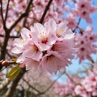 sakura flower