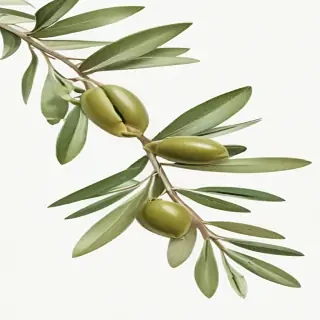 olive branch png