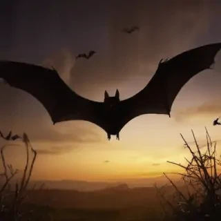 halloween bats images